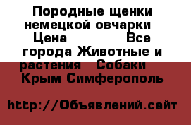 Породные щенки немецкой овчарки › Цена ­ 24 000 - Все города Животные и растения » Собаки   . Крым,Симферополь